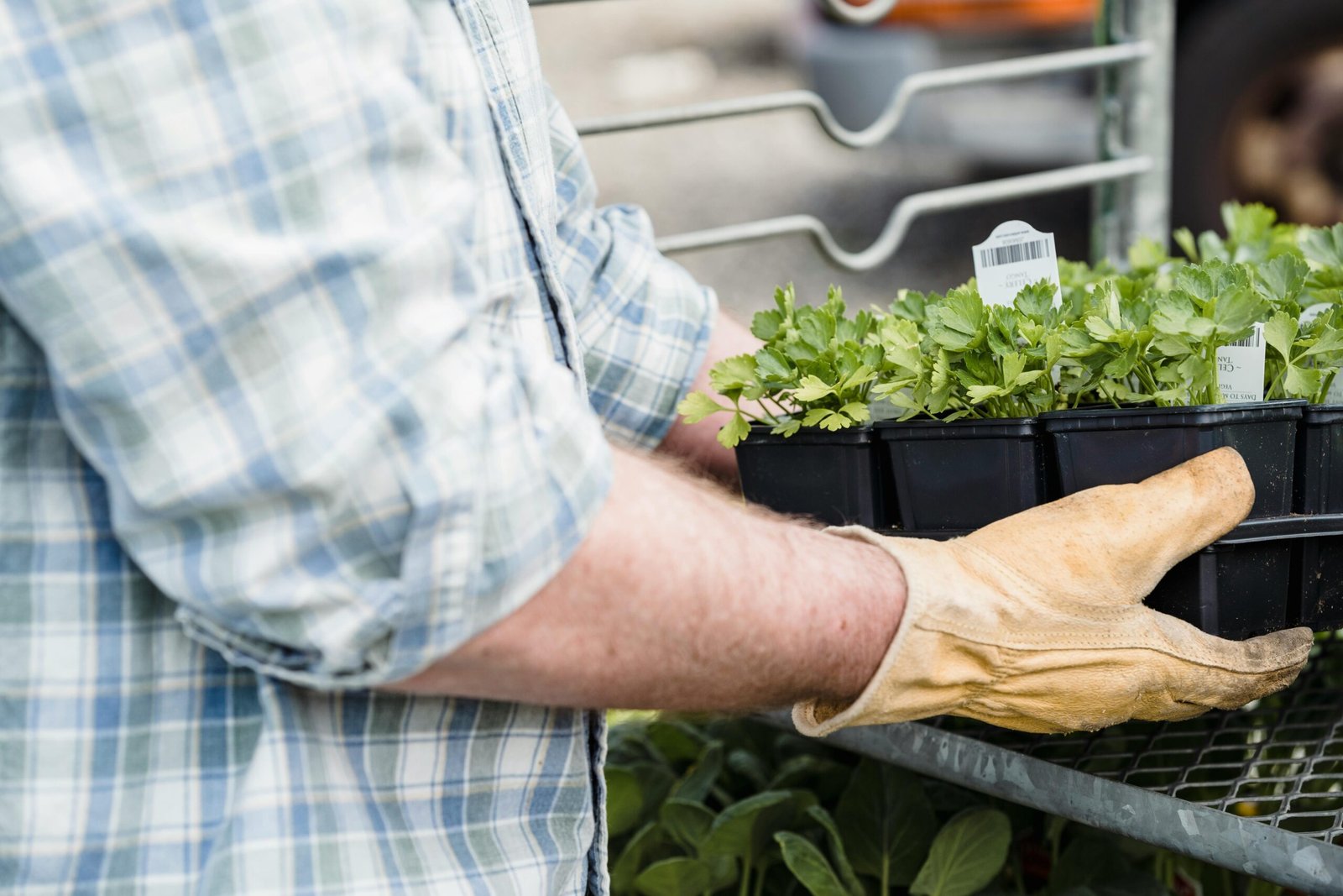 Essential Gardening Tips for Beginners and Experts