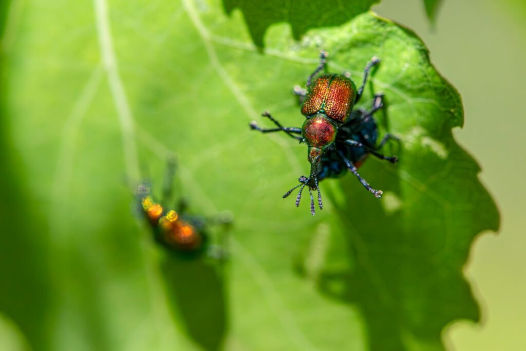 Two bugs are sitting on a green leaf