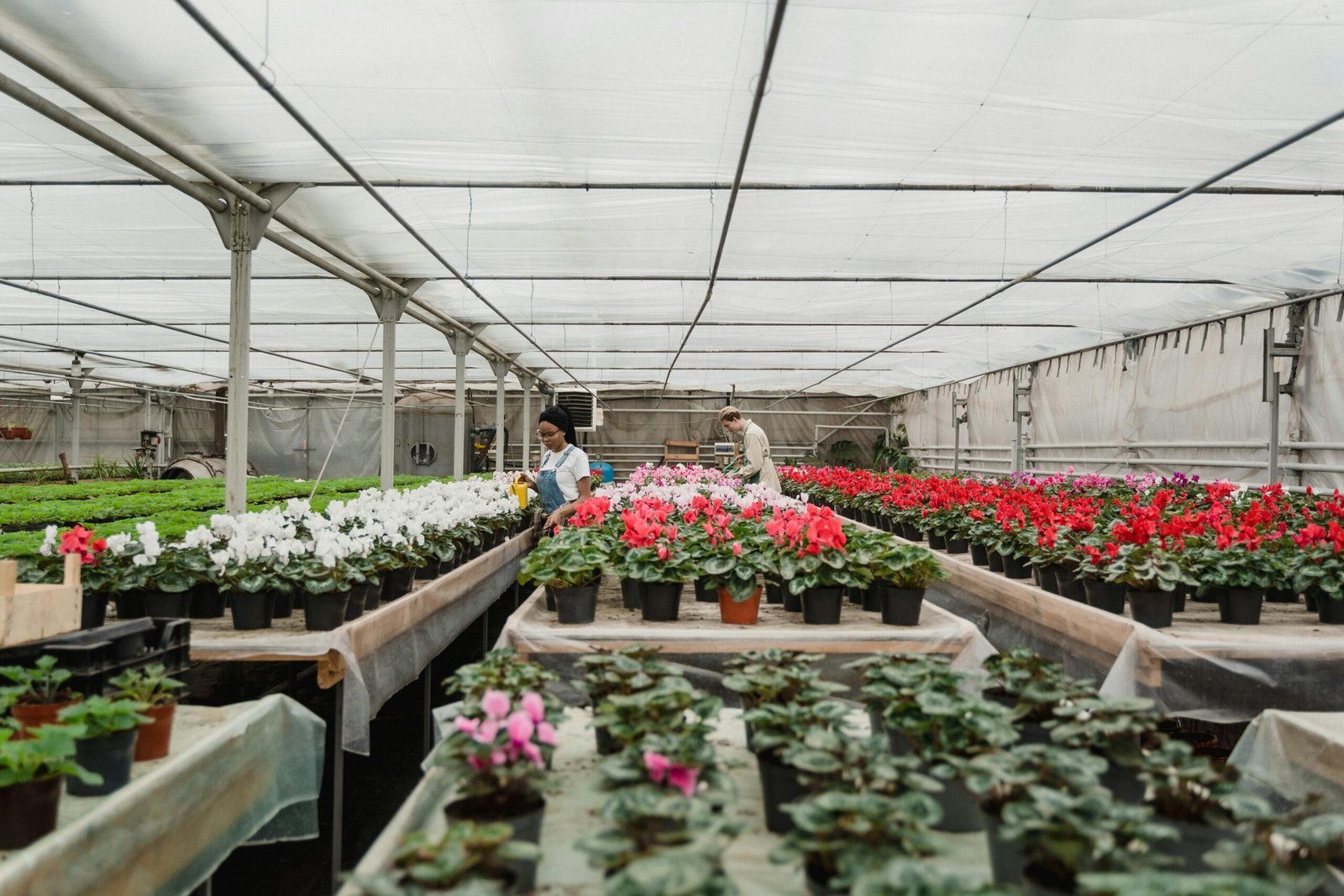 Free stock photo of agriculture, architecture, beautiful flower