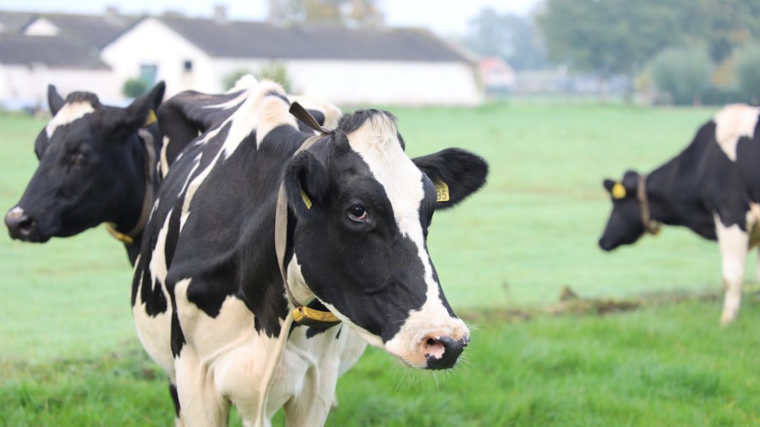 dairy H-2A workers