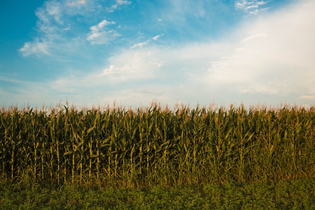 USDA acreage report 2026