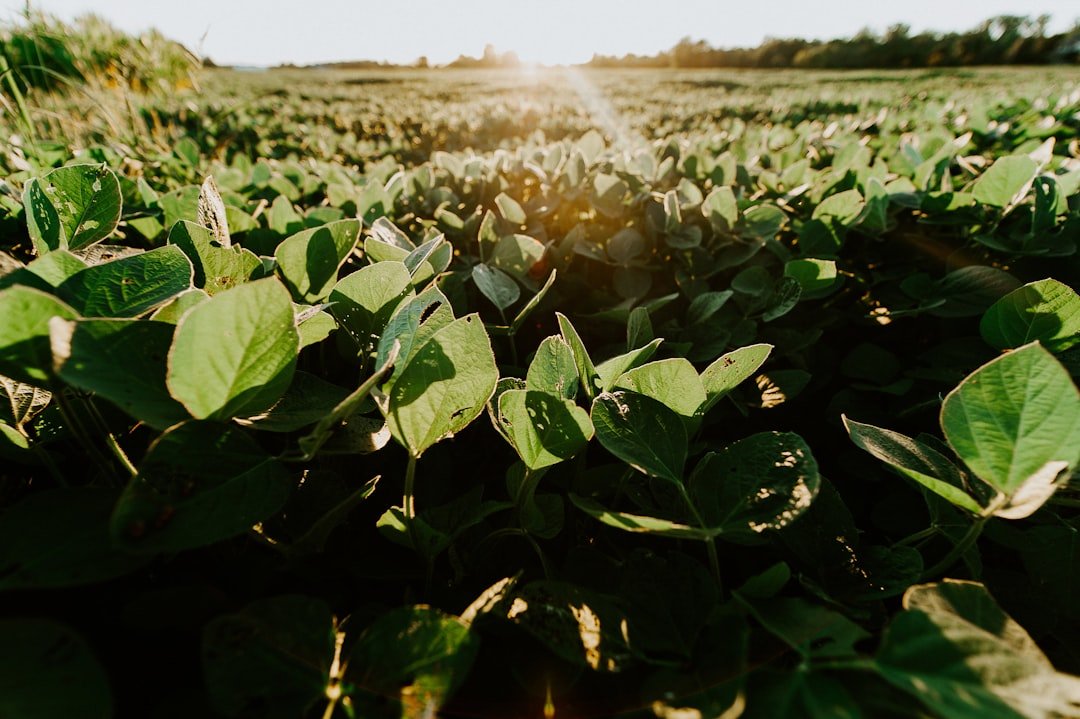 China soybean tariff drop